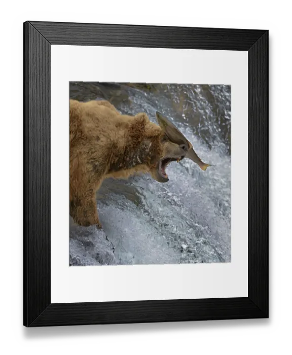 Framed Print : Salmon landing on head of Grizzly bear (Ursus arctos horribilis) as it is leaping up rapids Framed Print : Salmon landing on head of Grizzly bear (Ursus arctos horribilis) as it is leaping up rapids