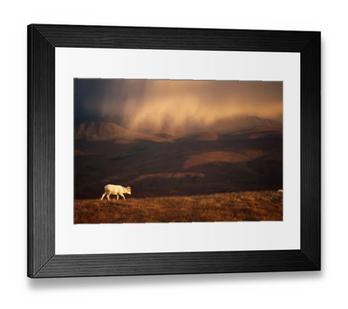 Framed Print : Dall sheep (Ovis dalli) solitary animal at sunset with a storm moving across the sky