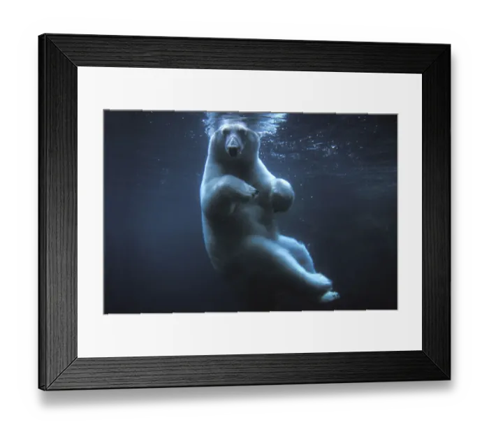Framed Print : Polar bear (Ursus maritimus) underwater view swimming in a pool, Anchorage Zoo, Alaska, USA Framed Print : Polar bear (Ursus maritimus) underwater view swimming in a pool, Anchorage Zoo, Alaska, USA