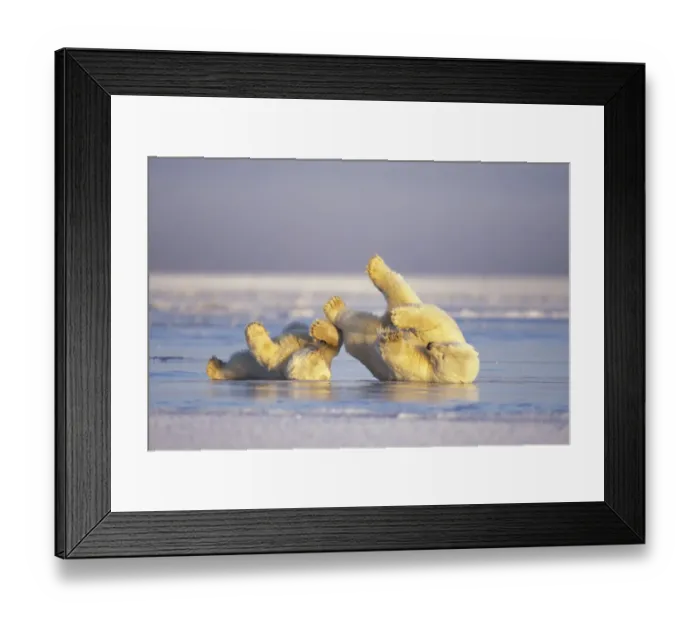 Framed Print : Polar bear (Ursus maritimus) sow and cub sliding on their backs over the pack ice Framed Print : Polar bear (Ursus maritimus) sow and cub sliding on their backs over the pack ice