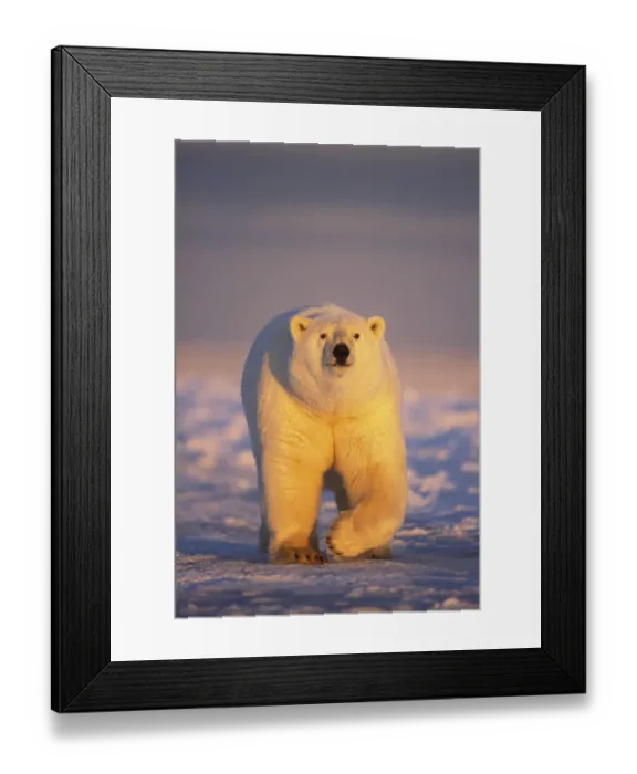 Framed Print : Polar bear (Ursus maritimus) adult walking over newly formed pack ice during fall freeze up Framed Print : Polar bear (Ursus maritimus) adult walking over newly formed pack ice during fall freeze up