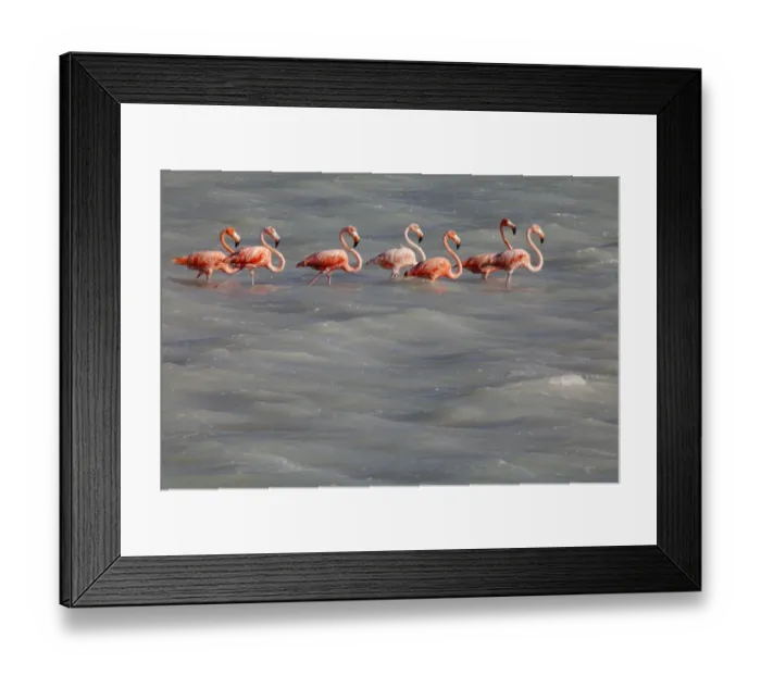 Framed Print : American Flamingo (Phoenicopterus ruber), Ria Lagartos Biosphere Reserve, Yucatan Peninsula Framed Print : American Flamingo (Phoenicopterus ruber), Ria Lagartos Biosphere Reserve, Yucatan Peninsula
