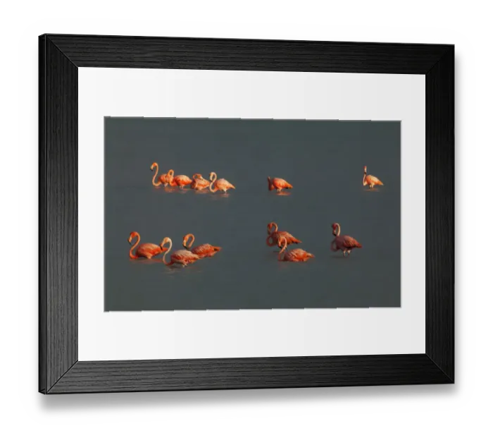 Framed Print : American Flamingo (Phoenicopterus ruber), Ria Lagartos Biosphere Reserve, Yucatan Peninsula Framed Print : American Flamingo (Phoenicopterus ruber), Ria Lagartos Biosphere Reserve, Yucatan Peninsula