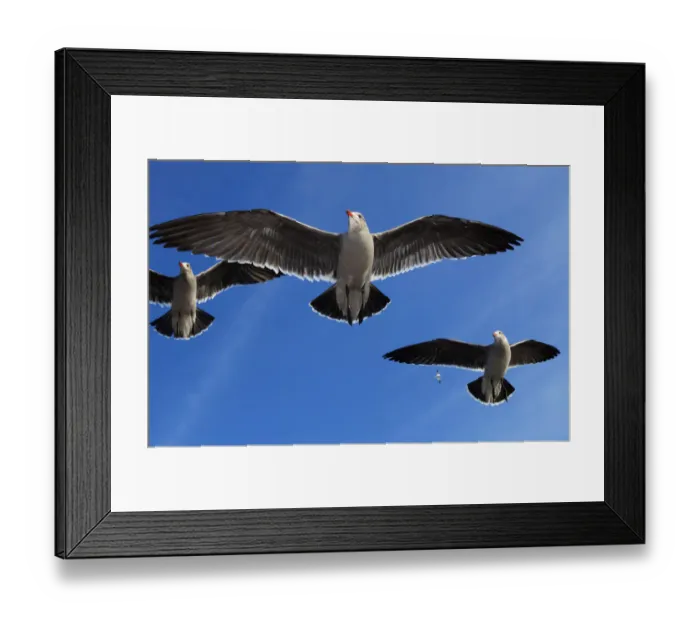 Framed Print : Heermanns Gulls (Larus heermanni) in flight. Ensenada, Baja California Peninsula Framed Print : Heermanns Gulls (Larus heermanni) in flight. Ensenada, Baja California Peninsula