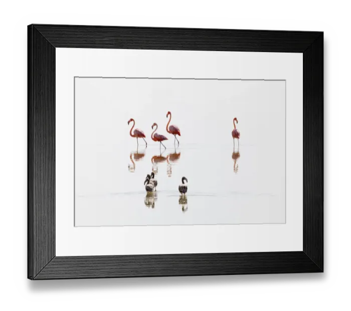Framed Print : American Flamingo (Phoenicopterus ruber) juveniles following adults, Ria Lagartos Biosphere Reserve Framed Print : American Flamingo (Phoenicopterus ruber) juveniles following adults, Ria Lagartos Biosphere Reserve