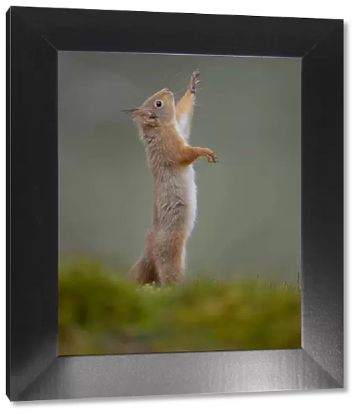 Red Squirrel (Sciurus vulgaris) adult reaching up. Cairngorms National Park, Scotland