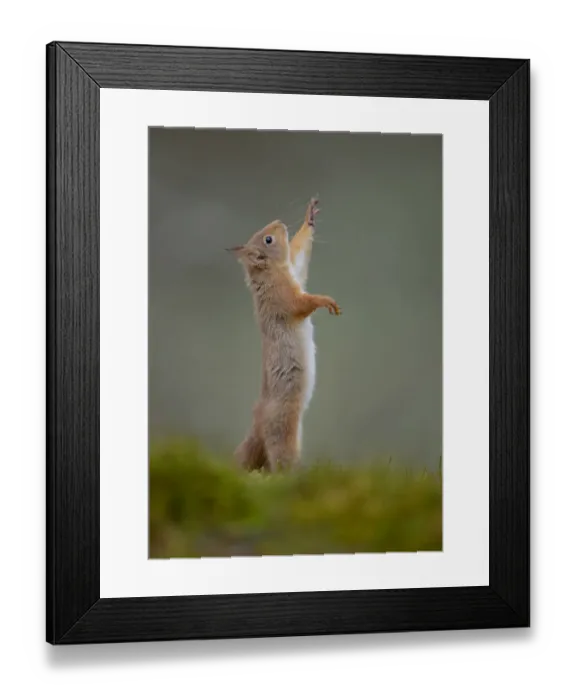 Framed Print : Red Squirrel (Sciurus vulgaris) adult reaching up. Cairngorms National Park, Scotland Framed Print : Red Squirrel (Sciurus vulgaris) adult reaching up. Cairngorms National Park, Scotland