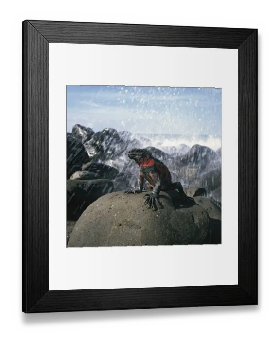 Framed Print : Marine Iguana (Amblyrhynchus cristatus) on rocks with wave splash. Galapagos, Ecuador Framed Print : Marine Iguana (Amblyrhynchus cristatus) on rocks with wave splash. Galapagos, Ecuador