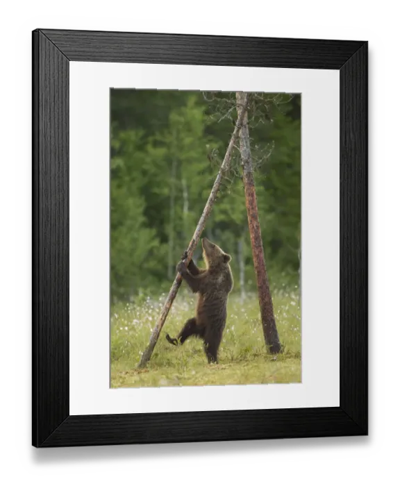 Framed Print : Brown Bear (Ursus arctos), cub climbing a tree, Finland, July Framed Print : Brown Bear (Ursus arctos), cub climbing a tree, Finland, July