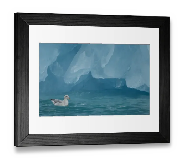 Framed Print : Fulmar (Fulmarus glacialis) on sea at base of iceberg. Svalbard, June