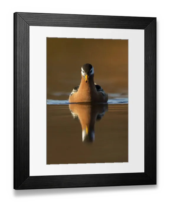 Framed Print : Grey Phalarope (Phalaropus fulicaria) reflected on water. Svalbard, June Framed Print : Grey Phalarope (Phalaropus fulicaria) reflected on water. Svalbard, June
