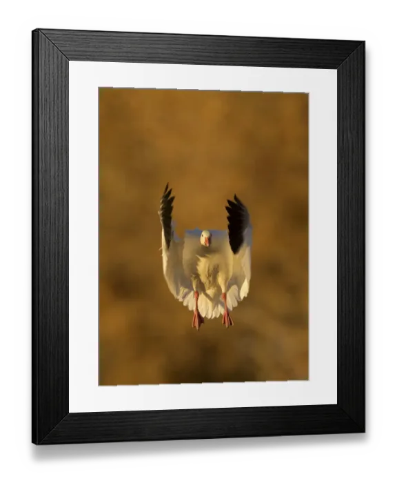 Framed Print : Snow Goose (Chen caerulescens), coming in to land. Bosque del Apache, New Mexico Framed Print : Snow Goose (Chen caerulescens), coming in to land. Bosque del Apache, New Mexico