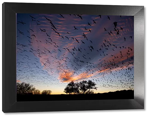 Snow Geese (Chen caerulescens) in flight, silhouetted against colourful dusk sky