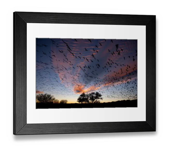 Framed Print : Snow Geese (Chen caerulescens) in flight, silhouetted against colourful dusk sky Framed Print : Snow Geese (Chen caerulescens) in flight, silhouetted against colourful dusk sky