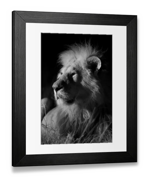 Framed Print : Male Marsh pride lion (Panthera leo) on a moonless night, Masai Mara, Kenya Framed Print : Male Marsh pride lion (Panthera leo) on a moonless night, Masai Mara, Kenya