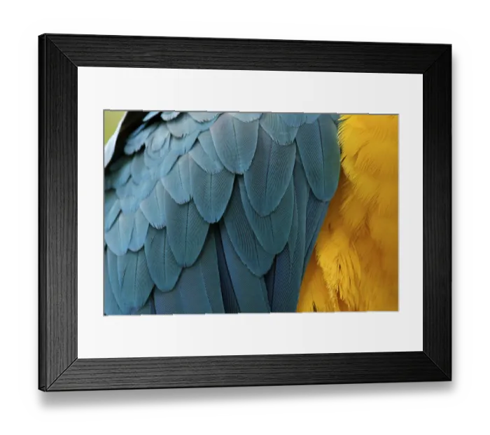 Framed Print : Blue-and-Yellow Macaw (Ara ararauna) close up of feathers. Captive, Brazil, South America Framed Print : Blue-and-Yellow Macaw (Ara ararauna) close up of feathers. Captive, Brazil, South America