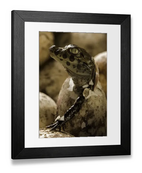 Framed Print : Broad snouted caiman (Caiman latirostris) hatching from egg in nest, Sante Fe, Argentina