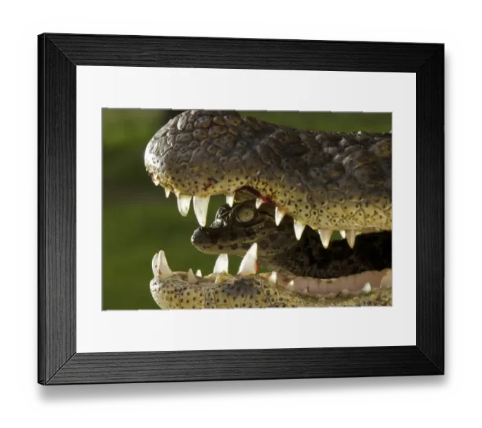 Framed Print : Broad snouted caiman (Caiman latirostris) baby in mothers mouth being carried from nest Framed Print : Broad snouted caiman (Caiman latirostris) baby in mothers mouth being carried from nest