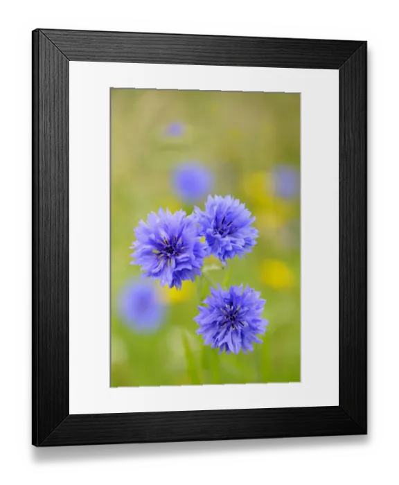 Framed Print : Cornflower (Centaurea cyanus) UK, July