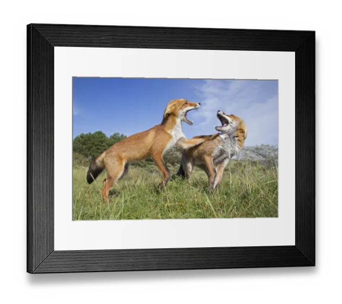 Framed Print : Two Red Foxes (Vulpes vulpes) fighting. The Netherlands. August