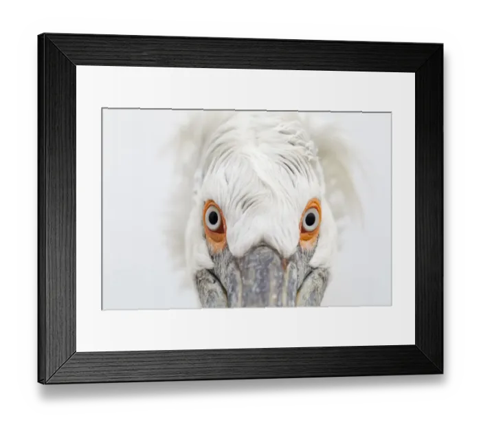 Framed Print : Dalmatian Pelican (Pelecanus crispus) head on close up portrait. Lake Kerkini, Greece Framed Print : Dalmatian Pelican (Pelecanus crispus) head on close up portrait. Lake Kerkini, Greece