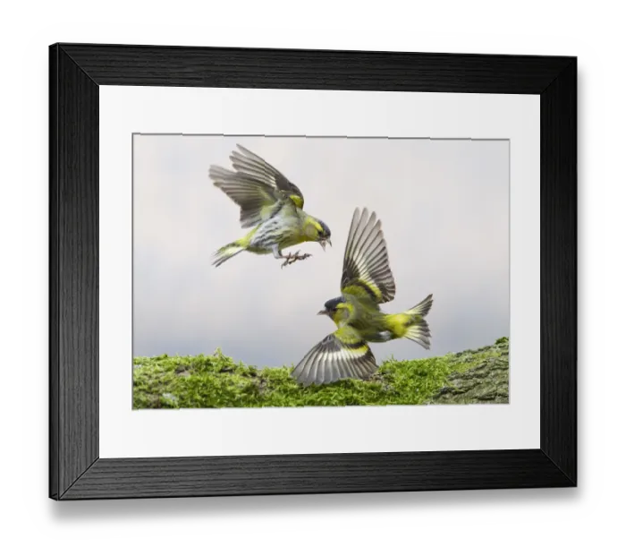 Framed Print : Siskins (Carduelis spinus) fighting over food. Oisterwijk, The Netherlands, March Framed Print : Siskins (Carduelis spinus) fighting over food. Oisterwijk, The Netherlands, March
