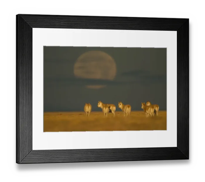 Framed Print : Tibetan antelope (Pantholops hodgsonii) herd in the early morning with a low moon Framed Print : Tibetan antelope (Pantholops hodgsonii) herd in the early morning with a low moon