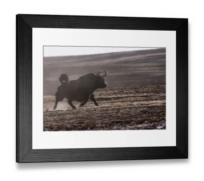 Framed Print : Wild yak (Bos mutus) running, Kekexili, Qinghai, Tibetan plateau, China, December Framed Print : Wild yak (Bos mutus) running, Kekexili, Qinghai, Tibetan plateau, China, December