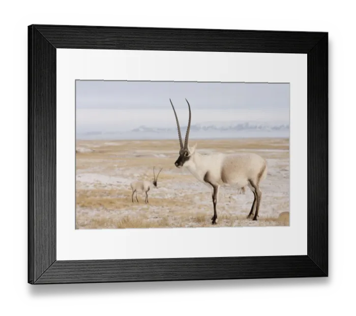 Framed Print : Tibetan antelope (Pantholops hodgsonii) males on snowy ground, Kekexili, Qinghai Framed Print : Tibetan antelope (Pantholops hodgsonii) males on snowy ground, Kekexili, Qinghai