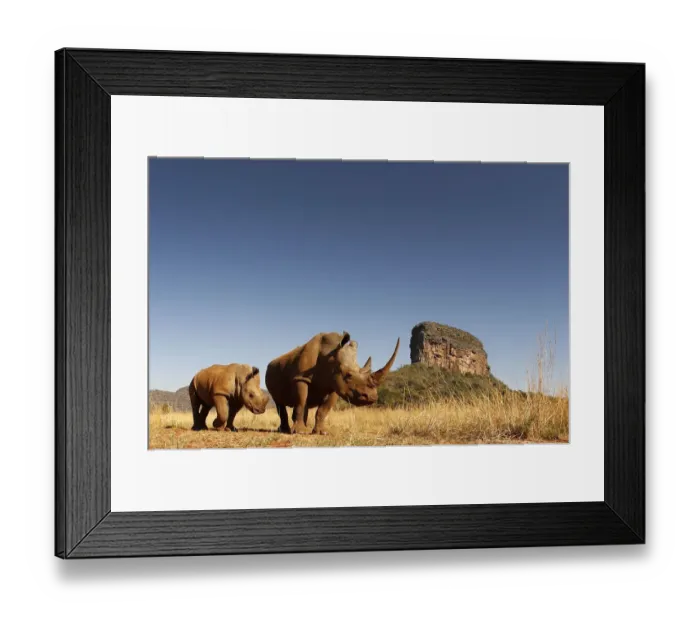 Framed Print : White rhinoceros (Ceratotherium simum) mother and calf browsing. Entabeni Safari Conservancy Framed Print : White rhinoceros (Ceratotherium simum) mother and calf browsing. Entabeni Safari Conservancy