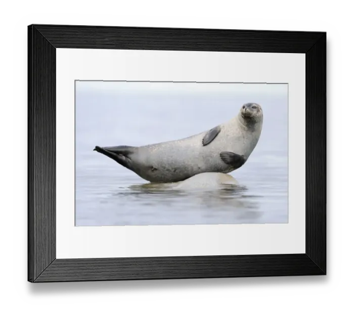 Framed Print : Ringed seal (Pusa hispida) hauled out on rock, Svalbard, Norway Framed Print : Ringed seal (Pusa hispida) hauled out on rock, Svalbard, Norway