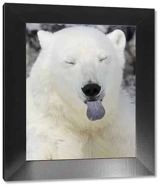 Polar Bear (Ursus maritimus) head portrait with blue tongue sticking out, Svalbard