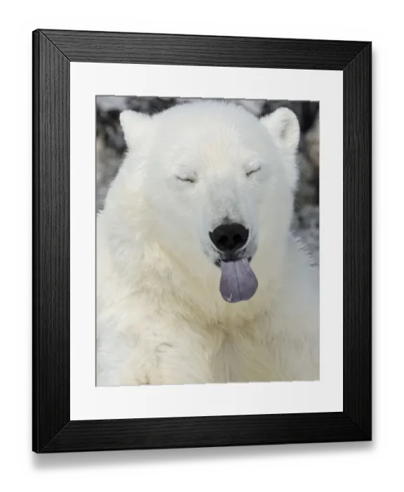 Framed Print : Polar Bear (Ursus maritimus) head portrait with blue tongue sticking out, Svalbard Framed Print : Polar Bear (Ursus maritimus) head portrait with blue tongue sticking out, Svalbard