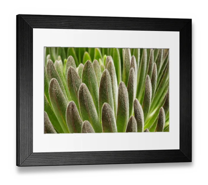 Framed Print : Lobelia (Lobelia deckenii) close up of leaves, alpine species of lobelia that lives on Kilimanjaro Framed Print : Lobelia (Lobelia deckenii) close up of leaves, alpine species of lobelia that lives on Kilimanjaro