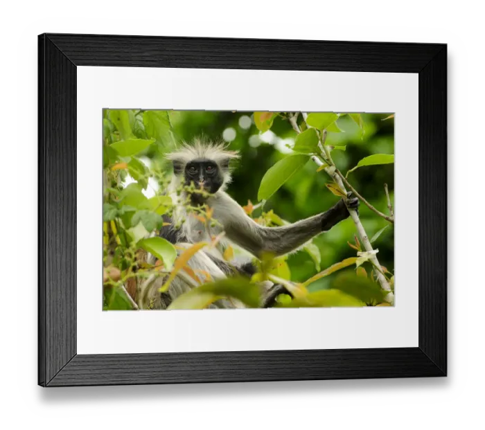 Framed Print : Zanzibar red colobus (Piliocolobus kirkii) in tree, Jozany Forest, Zanzibar, Tanzania Framed Print : Zanzibar red colobus (Piliocolobus kirkii) in tree, Jozany Forest, Zanzibar, Tanzania