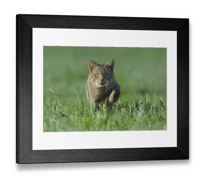 Framed Print : Wild Cat (Felis silvestris). Vosges, France, August Framed Print : Wild Cat (Felis silvestris). Vosges, France, August