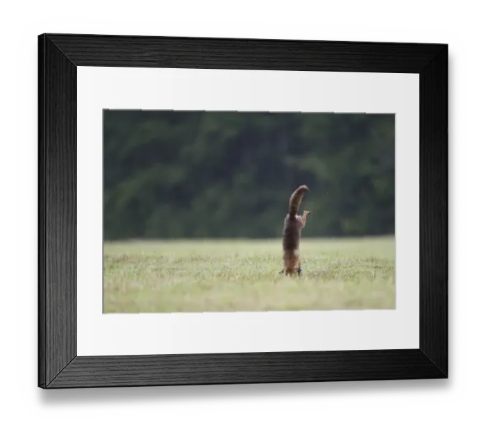 Framed Print : Red Fox (Vulpes vulpes) leaping on to prey in field. Vosges, France, June Framed Print : Red Fox (Vulpes vulpes) leaping on to prey in field. Vosges, France, June