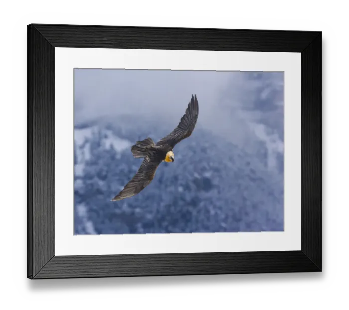 Framed Print : Lammergeier / Bearded Vulture (Gypaetus barbatus) in flight. Ordesa National Park Framed Print : Lammergeier / Bearded Vulture (Gypaetus barbatus) in flight. Ordesa National Park