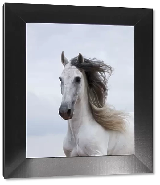 Portrait of a grey Andalusian stallion, in Ciutadella, Menorca, Spain