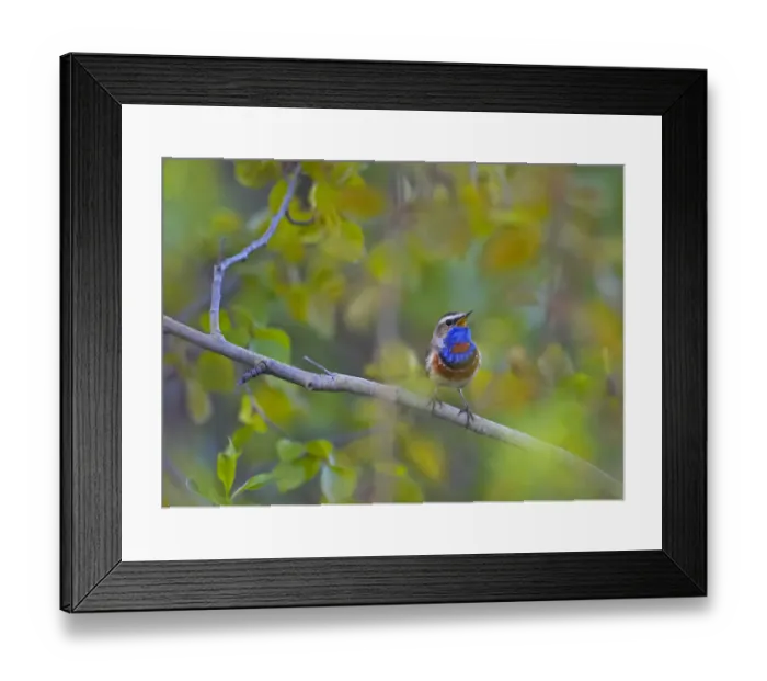 Framed Print : Bluethroat (Luscinia svecica) male singing, Sinirinta, Kuusamo, Finland, June Framed Print : Bluethroat (Luscinia svecica) male singing, Sinirinta, Kuusamo, Finland, June