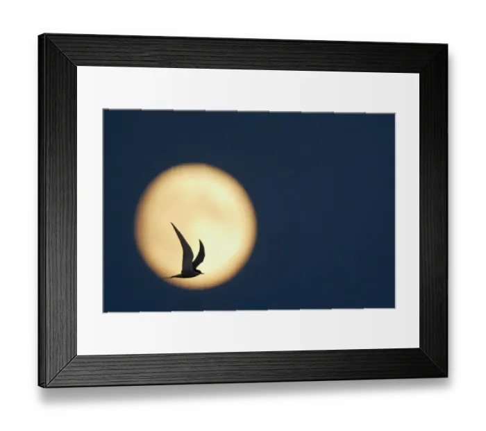Framed Print : Arctic Tern (Sterna paradisaea) in flight, silhouetted against the moon at dusk Framed Print : Arctic Tern (Sterna paradisaea) in flight, silhouetted against the moon at dusk