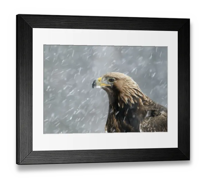 Framed Print : Golden Eagle (Aquila chrysaetos) portrait in snow, Utajarvi, Finland February Framed Print : Golden Eagle (Aquila chrysaetos) portrait in snow, Utajarvi, Finland February