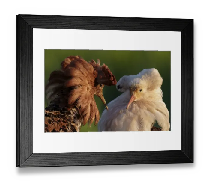 Framed Print : Ruff (Philomachus pugnax) two males displaying in territorial dispute, Liminka Finland Framed Print : Ruff (Philomachus pugnax) two males displaying in territorial dispute, Liminka Finland