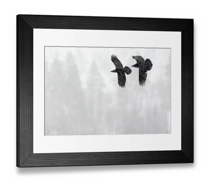 Framed Print : Common Raven (Corvus corax) two in flight during snow storm, Kuusamo, Finland, April Framed Print : Common Raven (Corvus corax) two in flight during snow storm, Kuusamo, Finland, April