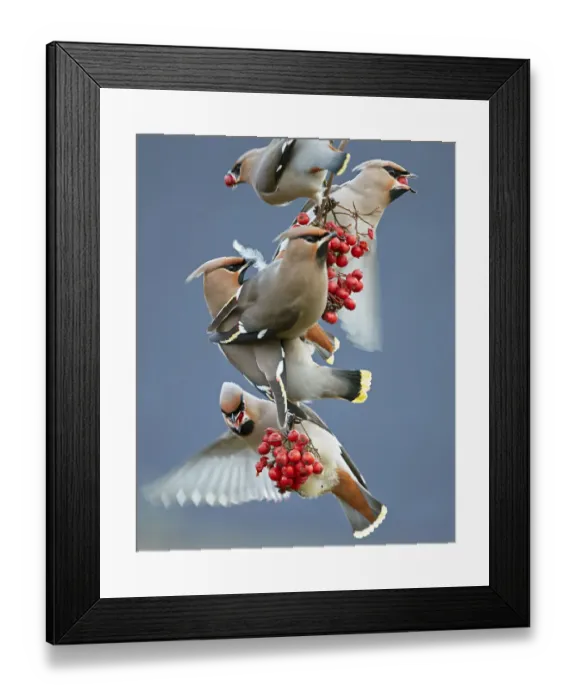 Framed Print : Bohemian waxwings (Bombycilla garrulus) feeding on berries, Uto Finland October Framed Print : Bohemian waxwings (Bombycilla garrulus) feeding on berries, Uto Finland October