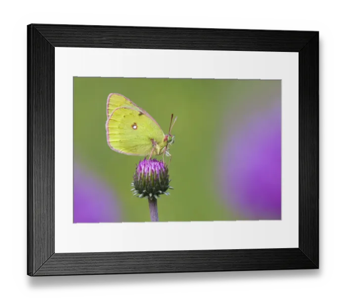 Framed Print : Mountain Clouded Yellow (Colias phicomone) profile portrait, Aosta Valley, Monte Rosa Massif Framed Print : Mountain Clouded Yellow (Colias phicomone) profile portrait, Aosta Valley, Monte Rosa Massif