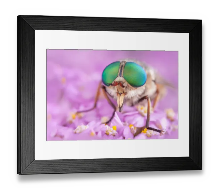 Framed Print : Horsefly (Philipomyia aprica) Aosta Valley, Monte Rosa Massif, Pennine Alps, Italy. July Framed Print : Horsefly (Philipomyia aprica) Aosta Valley, Monte Rosa Massif, Pennine Alps, Italy. July