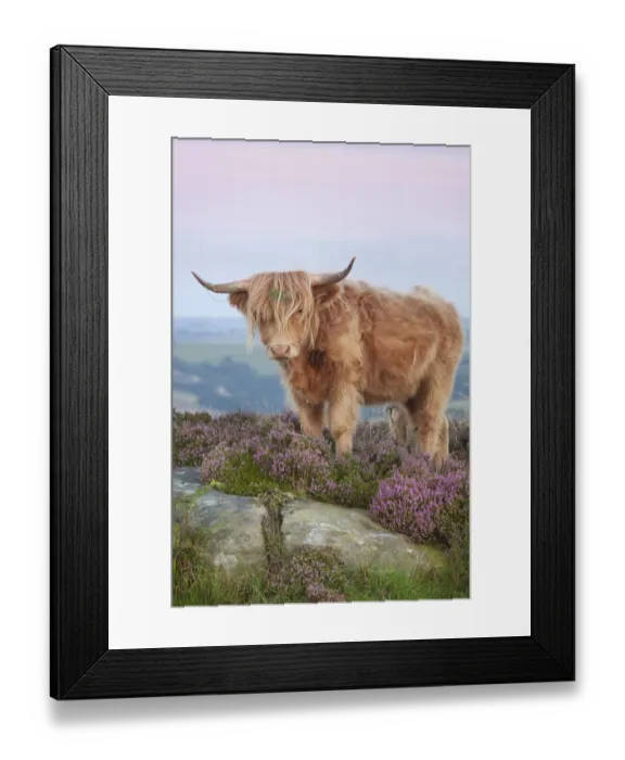Framed Print : Highland cow on heather moorland, Curbar Edge, Peak District National Park, Derbyshire