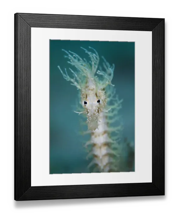 Framed Print : Portrait of a Yellow seahorse (Hippocampus guttulatus), Capo Galera, Alghero, Sardinia Framed Print : Portrait of a Yellow seahorse (Hippocampus guttulatus), Capo Galera, Alghero, Sardinia