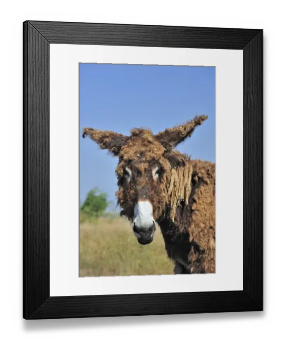 Framed Print : Poitou donkey (Equus africanus asinus) with shaggy coat on the island Ile de Re, Charente-Maritime Framed Print : Poitou donkey (Equus africanus asinus) with shaggy coat on the island Ile de Re, Charente-Maritime